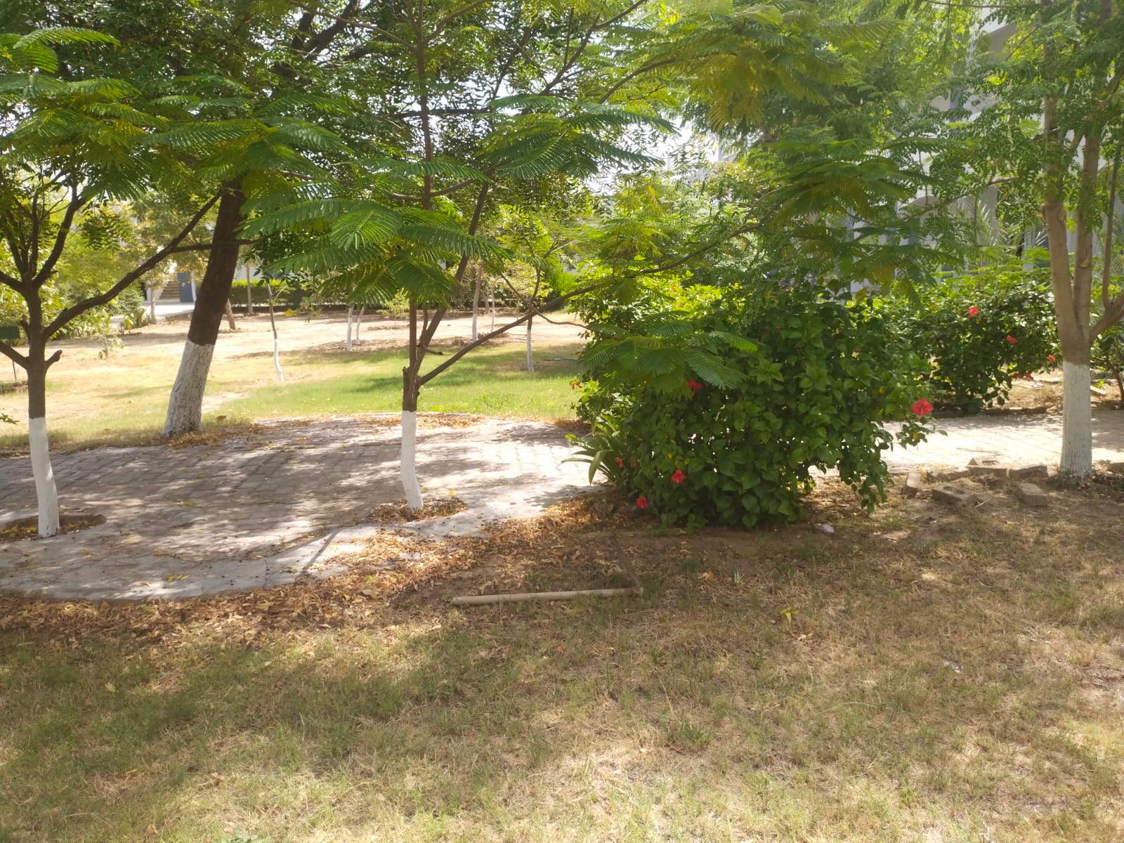 Students walking through a college campus